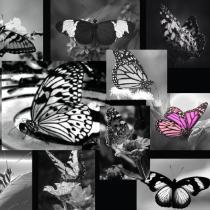 Carolina Medrano-Ramirez - Fly Away With Me